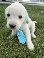 Blue male, a male Labrador Retriever for sale in Strasburg, CO – 1 of 2