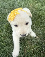 Yellow, a female Labrador Retriever for sale in Strasburg, CO – 2 of 4