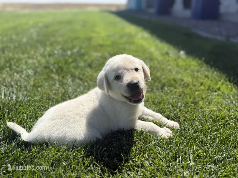 Yellow collar – Labrador Retriever puppy for sale in Strasburg, CO