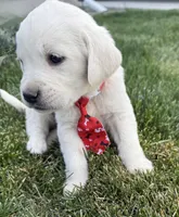 Rojo, a male Labrador Retriever for sale in Strasburg, CO – 1 of 2