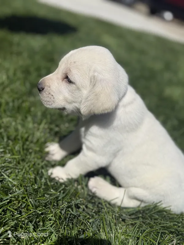 Pink collar – Labrador Retriever puppy for sale in Strasburg, CO