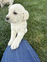 Purple, a female Labrador Retriever for sale in Strasburg, CO – 2 of 3