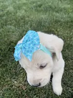 Blue, a female Labrador Retriever for sale in Strasburg, CO – 2 of 3