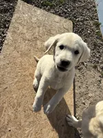 Cream puppy, a female Labrador Retriever for sale in Strasburg, CO – 2 of 2