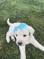 Blue, a female Labrador Retriever for sale in Strasburg, CO – 3 of 3