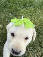 Green, a male Labrador Retriever for sale in Strasburg, CO – Photo 1 of 2