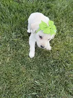 Green, a male Labrador Retriever for sale in Strasburg, CO – Photo 2 of 2