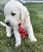 Rojo male, a male Labrador Retriever for sale in Strasburg, CO – 1 of 2
