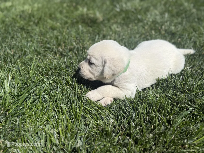 Green , a male Labrador Retriever for sale in Strasburg, CO – Photo 1 of 1