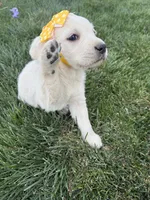 Yellow female , a female Labrador Retriever for sale in Strasburg, CO – 4 of 4