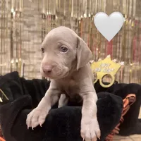 White girl, a female Weimaraner for sale in Cedar Lake, IN – Photo 5 of 5