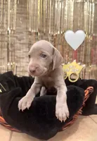 White girl, a female Weimaraner for sale in Cedar Lake, IN – Photo 5 of 5