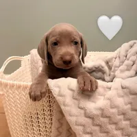 White girl, a female Weimaraner for sale in Cedar Lake, IN – Photo 3 of 5