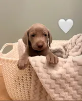 White girl, a female Weimaraner for sale in Cedar Lake, IN – Photo 3 of 5