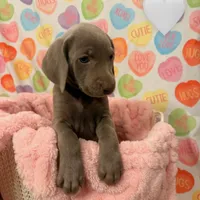 White girl, a female Weimaraner for sale in Cedar Lake, IN – Photo 2 of 5