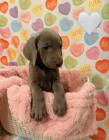White girl, a female Weimaraner for sale in Cedar Lake, IN – Photo 2 of 5