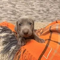 White girl, a female Weimaraner for sale in Cedar Lake, IN – Photo 4 of 5