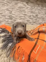 White girl, a female Weimaraner for sale in Cedar Lake, IN – Photo 4 of 5