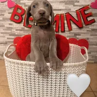 White girl, a female Weimaraner for sale in Cedar Lake, IN – Photo 1 of 5