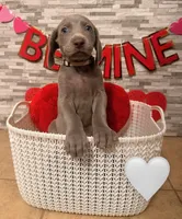 White girl, a female Weimaraner for sale in Cedar Lake, IN – Photo 1 of 5