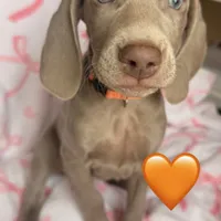 Peach girl, a female Weimaraner for sale in Cedar Lake, IN – Photo 4 of 8