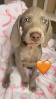 Peach girl, a female Weimaraner for sale in Cedar Lake, IN – Photo 4 of 8