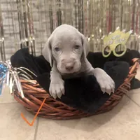 Peach girl, a female Weimaraner for sale in Cedar Lake, IN – Photo 6 of 8