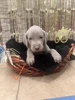 Peach girl, a female Weimaraner for sale in Cedar Lake, IN – Photo 6 of 8