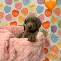Peach girl, a female Weimaraner for sale in Cedar Lake, IN – Photo 3 of 8