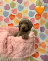 Peach girl, a female Weimaraner for sale in Cedar Lake, IN – Photo 3 of 8