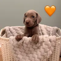 Peach girl, a female Weimaraner for sale in Cedar Lake, IN – Photo 5 of 8