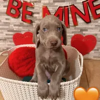 Peach girl, a female Weimaraner for sale in Cedar Lake, IN – Photo 1 of 8