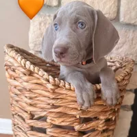 Peach girl, a female Weimaraner for sale in Cedar Lake, IN – Photo 8 of 8