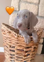 Peach girl, a female Weimaraner for sale in Cedar Lake, IN – Photo 8 of 8