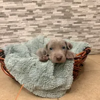 Peach girl, a female Weimaraner for sale in Cedar Lake, IN – Photo 7 of 8
