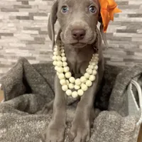 Peach girl, a female Weimaraner for sale in Cedar Lake, IN – Photo 2 of 8