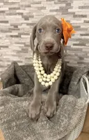 Peach girl, a female Weimaraner for sale in Cedar Lake, IN – Photo 2 of 8
