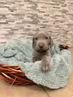 Pink girl, a female Weimaraner for sale in Cedar Lake, IN – Photo 2 of 2