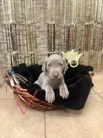 Pink girl, a female Weimaraner for sale in Cedar Lake, IN – Photo 1 of 2