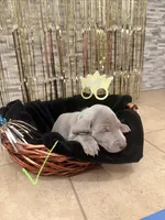 Green boy, a male Weimaraner for sale in Cedar Lake, IN – Photo 3 of 3