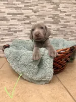 Green boy, a male Weimaraner for sale in Cedar Lake, IN – Photo 2 of 3