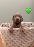 Green boy, a male Weimaraner for sale in Cedar Lake, IN – Photo 1 of 3