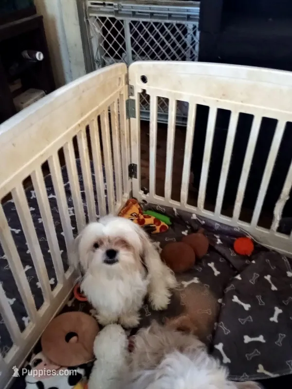 big boy – Shih Tzu puppy for sale in Marshall, AR