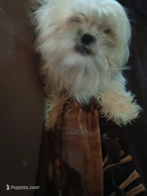 girl – Shih Tzu puppy for sale in Marshall, AR