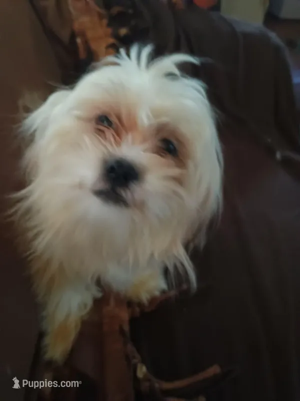 big girl  – Shih Tzu puppy for sale in Marshall, AR