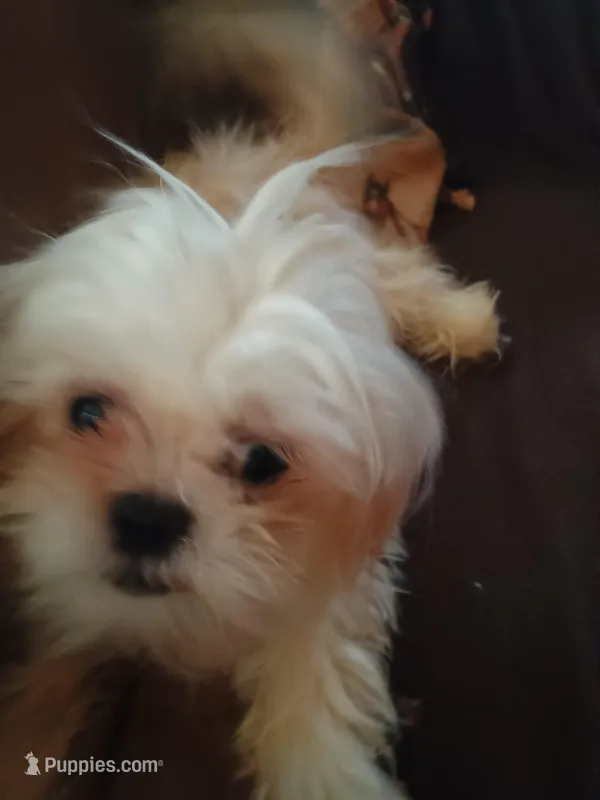 little angel – Shih Tzu puppy for sale in Marshall, AR