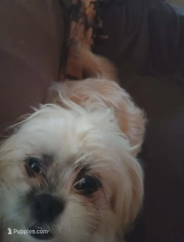 big boy – Shih Tzu puppy for sale in Marshall, AR