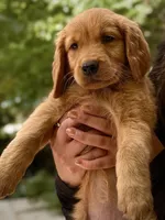 Purple Collar (Golden CO), a female Golden Retriever for sale in Black Hawk, CO – 9 of 10