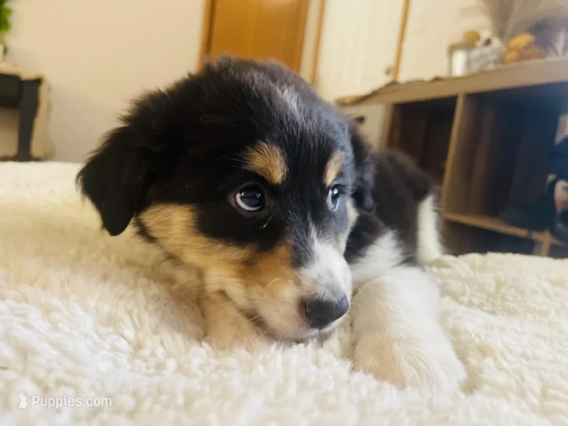 Australian Shepherd