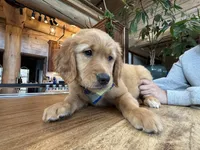 (Yellow Collar) Black Hawk, a female Golden Retriever for sale in Black Hawk, CO – 3 of 5